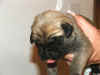 Pink - 1 Week Old - 4.jpg (118888 bytes)