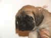 Pink - 5 Weeks Old - 2.jpg (120458 bytes)