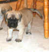 Pink - 5 Weeks Old - 3.jpg (85155 bytes)