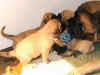 Pink - 5 Weeks Old - 5.jpg (94874 bytes)