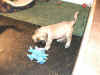 Pink - 6 Weeks Old - 1.jpg (158388 bytes)