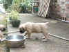 Pink - 6 Weeks Old - 2.jpg (164252 bytes)