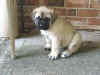 Pink - 6 Weeks Old - 5.jpg (146807 bytes)