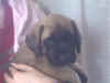 Pink - 6 Wks - 1.jpg (20723 bytes)