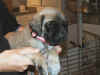 Pinkred girl 5wks 4.JPG (119733 bytes)