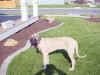 Poncho Aug 2006 3.jpg (53604 bytes)