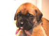 Purple-3Wks-2.JPG (96547 bytes)