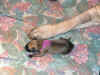 Purple - 1 Day Old - 1.jpg (147876 bytes)