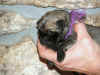 Purple - 1 Day Old - 2.jpg (115034 bytes)
