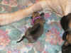 Purple - 1 Day Old - 3.jpg (145271 bytes)