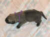 Purple - 1 Week Old - 1.jpg (133536 bytes)