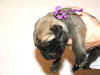 Purple - 1 Week Old - 3.jpg (119657 bytes)