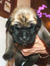 Purple - 1 Week Old - 4.jpg (118730 bytes)