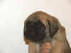 Purple - 5 Weeks Old - 1.jpg (116036 bytes)