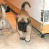 Purple - 5 Weeks Old - 4.jpg (102168 bytes)