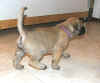 Purple - 5 Weeks Old - 5.jpg (103787 bytes)