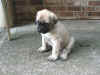 Purple - 6 Weeks Old - 3.jpg (153135 bytes)