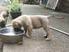 Purple - 6 Weeks Old - 5.jpg (154088 bytes)