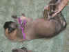 Purple girl 2wks 1.JPG (165454 bytes)