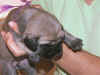 Purple girl 2wks 3.JPG (115425 bytes)