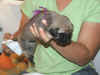 Purple girl 2wks 4.JPG (115856 bytes)