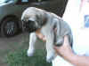 Purple girl 4 wks 1.JPG (115425 bytes)
