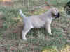 Purple girl 4wks 4.JPG (171815 bytes)