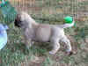 Purple girl 4wks 5.JPG (180490 bytes)