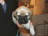 Purple girl 5wks 2.JPG (114149 bytes)