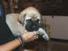 Purple girl 5wks 3.JPG (111049 bytes)