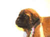 Rainbow-3Wks-2.JPG (102193 bytes)