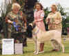Rainbow_-_1st_12-18Mnth_Bitch_-_Small.jpg (37951 bytes)