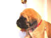 Red-3Wks-2.JPG (102097 bytes)