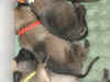 Red boy 2wks 1.JPG (107752 bytes)