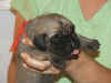 Red boy 2wks 2.JPG (115169 bytes)