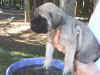 Redblue boy 4wks 1.JPG (143678 bytes)