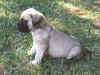Redblue boy 4wks 5.JPG (167261 bytes)