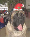 Sierra - Xmas 2001.jpg (9496 bytes)