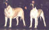 Sierra (BOS) and Rainbow (Reserve WB) - Oct 2003.jpg (64097 bytes)