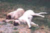 Sierra and Marcy - Working Dogs.jpg (84820 bytes)