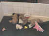 Sleeping Puppies.JPG (37267 bytes)