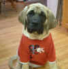 Stormy - 14 Wks - 2.jpg (110806 bytes)