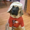 Stormy - 14 Wks - 3.jpg (110232 bytes)