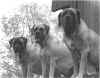 The Trio.jpg (67333 bytes)