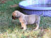 Whitepink girl 4wks 5.JPG (167027 bytes)