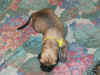 Yellow - 1 Day Old - 1.jpg (135692 bytes)
