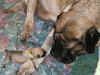 Yellow - 1 Day Old - 4.jpg (154210 bytes)