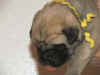 Yellow - 1 Week Old - 3.jpg (114462 bytes)