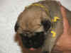Yellow - 1 Week Old - 4.jpg (116946 bytes)