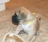 Yellow - 5 Weeks Old - 1.jpg (110390 bytes)